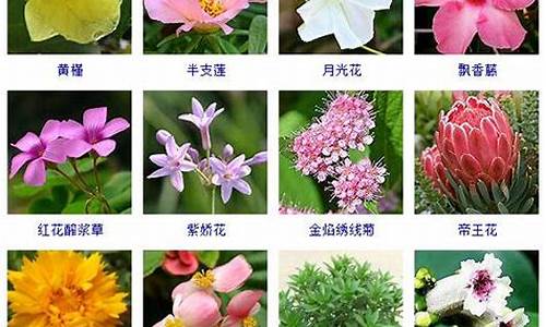 花卉品种图及名称大全_花卉品种图及名称大全图片